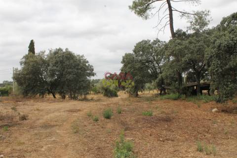 Terreno Rústico  Venda em Brogueira, Parceiros de Igreja e Alcorochel,Torres Novas