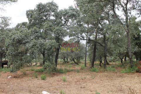 Terreno Rústico  Venda em Brogueira, Parceiros de Igreja e Alcorochel,Torres Novas