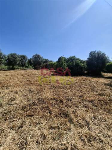 Terreno Urbano  Venda em Meia Via,Torres Novas