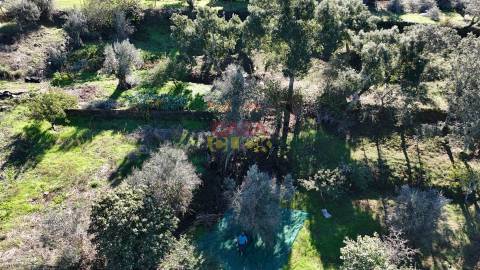Terreno Rústico  Venda em Cardigos,Mação