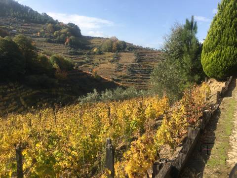 Quinta T4 Venda em Fontes,Santa Marta de Penaguião