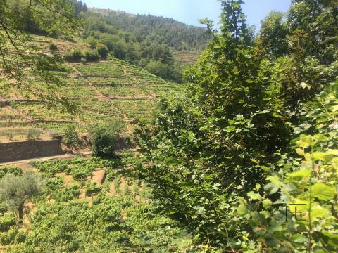 Quinta T4 Venda em Fontes,Santa Marta de Penaguião