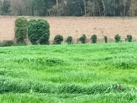 Lote de Terreno  Venda em Guilhabreu,Vila do Conde