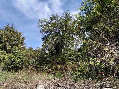 Herdade  Venda em Boelhe,Penafiel