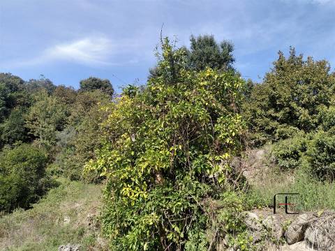 Herdade  Venda em Boelhe,Penafiel