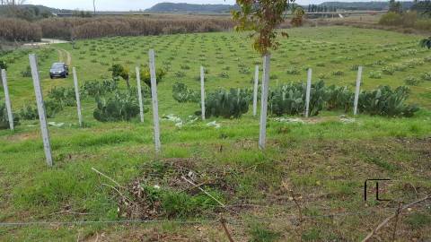 Quinta T3 Venda em Santarém (Marvila), Santa Iria da Ribeira de Santarém, Santarém (São Salvador) e Santarém (São Nicolau),Santarém