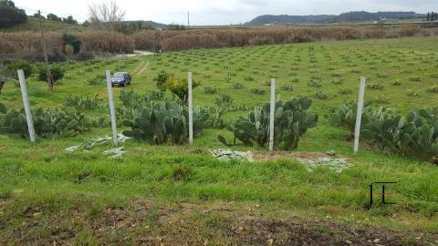 Quinta T3 Venda em Santarém (Marvila), Santa Iria da Ribeira de Santarém, Santarém (São Salvador) e Santarém (São Nicolau),Santarém