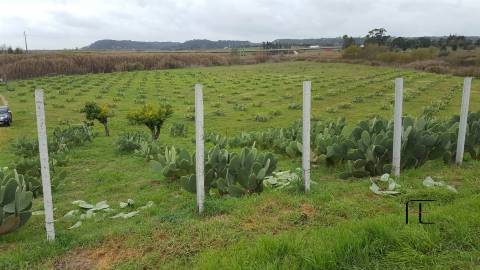 Quinta T3 Venda em Santarém (Marvila), Santa Iria da Ribeira de Santarém, Santarém (São Salvador) e Santarém (São Nicolau),Santarém