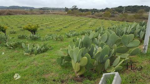 Quinta T3 Venda em Santarém (Marvila), Santa Iria da Ribeira de Santarém, Santarém (São Salvador) e Santarém (São Nicolau),Santarém