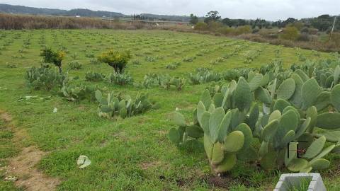 Quinta T3 Venda em Santarém (Marvila), Santa Iria da Ribeira de Santarém, Santarém (São Salvador) e Santarém (São Nicolau),Santarém
