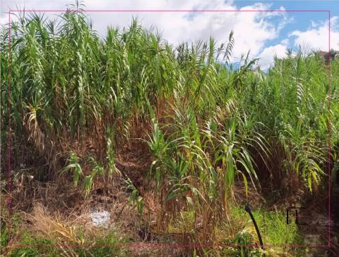 Lote de Terreno  Venda em São Roque,Funchal