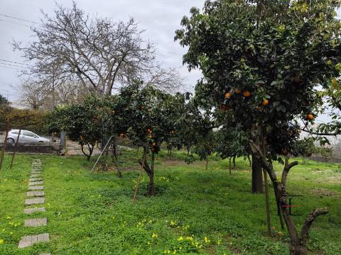 Terreno Rústico  Venda em Custóias, Leça do Balio e Guifões,Matosinhos
