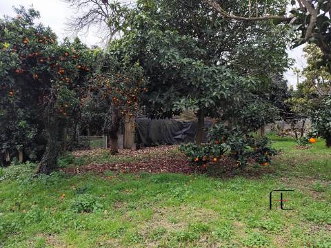 Terreno Rústico  Venda em Custóias, Leça do Balio e Guifões,Matosinhos