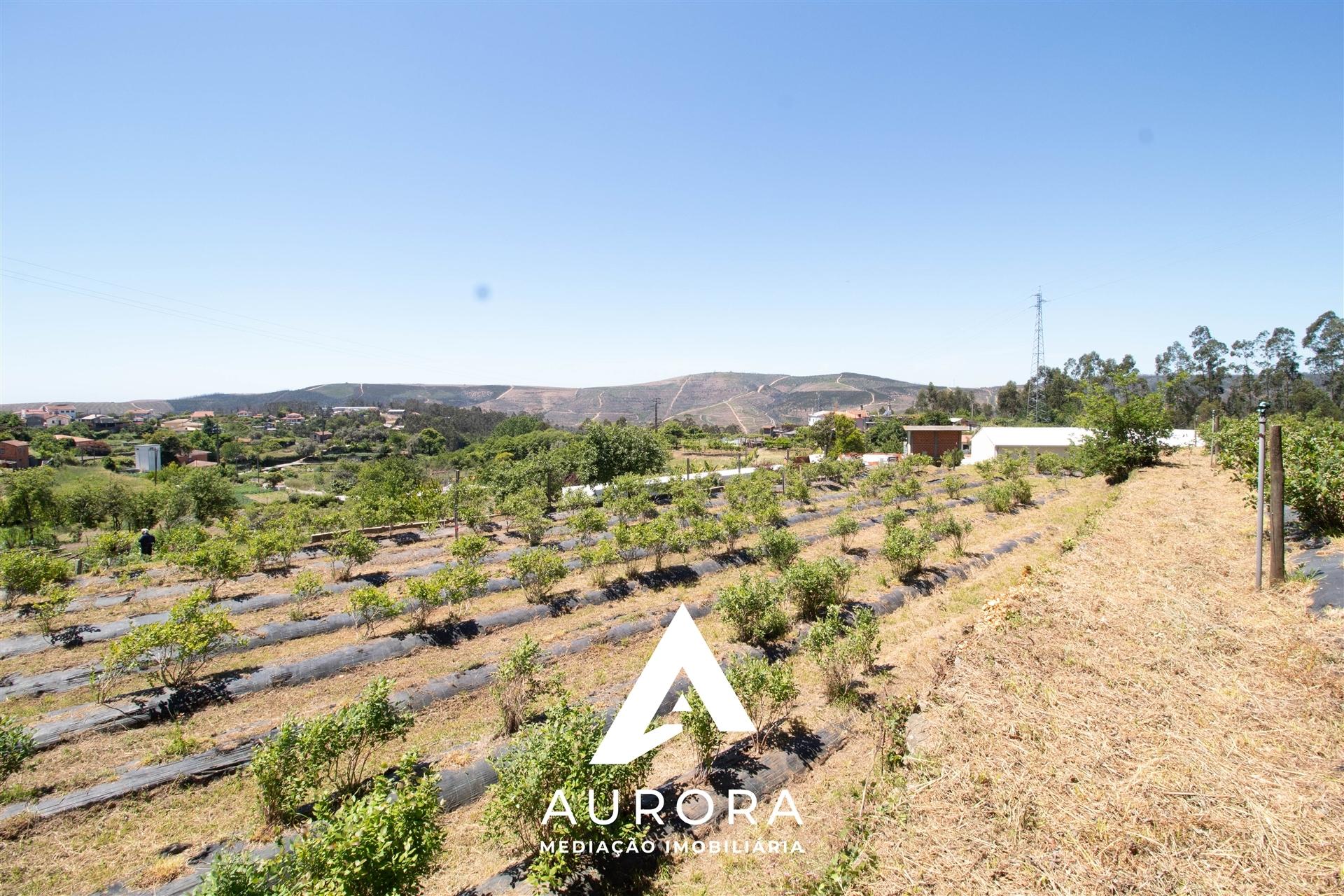 Quinta de Produção de Mirtilos com Infraestruturas Habitacionais e Agroindustriais