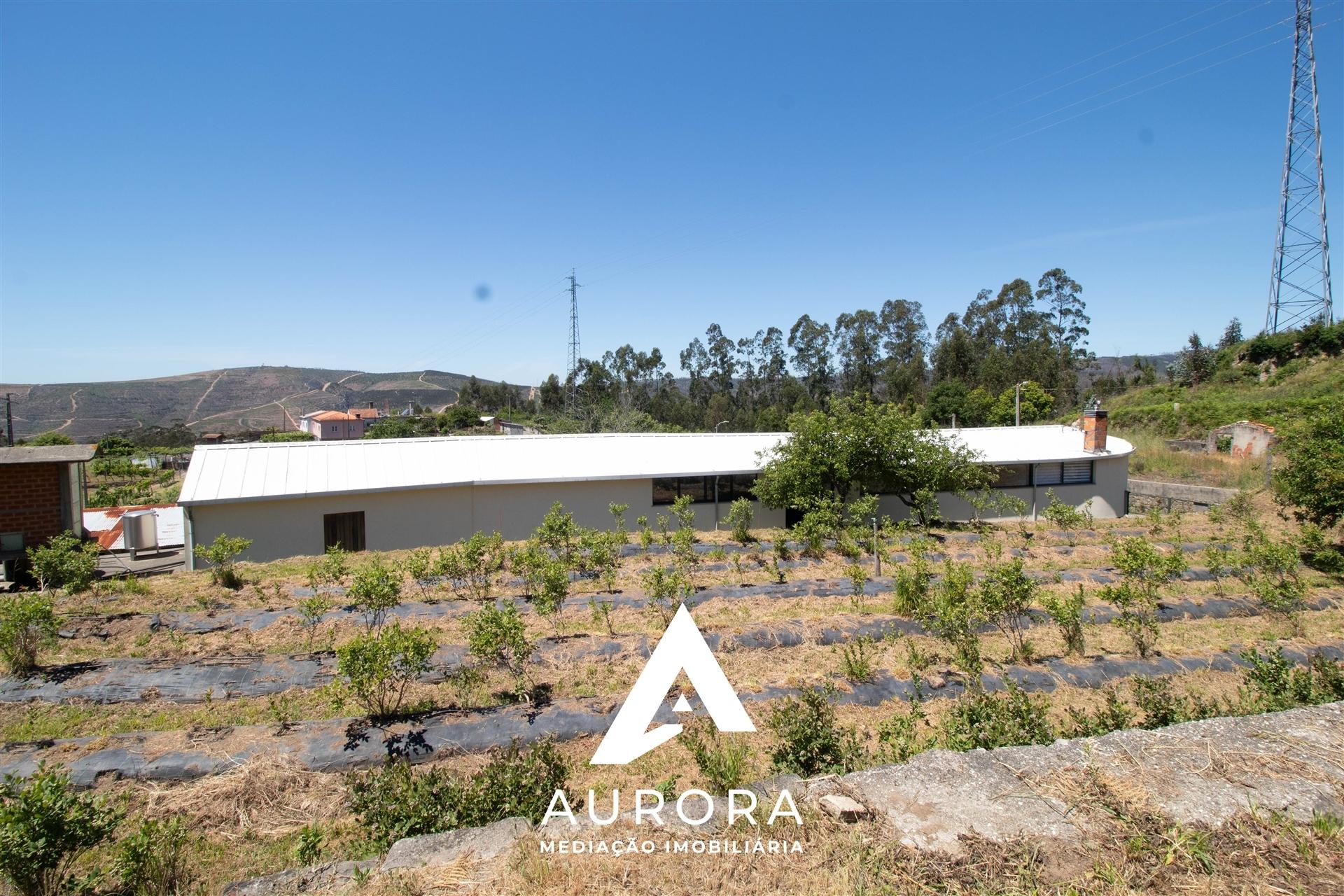 Quinta de Produção de Mirtilos com Infraestruturas Habitacionais e Agroindustriais