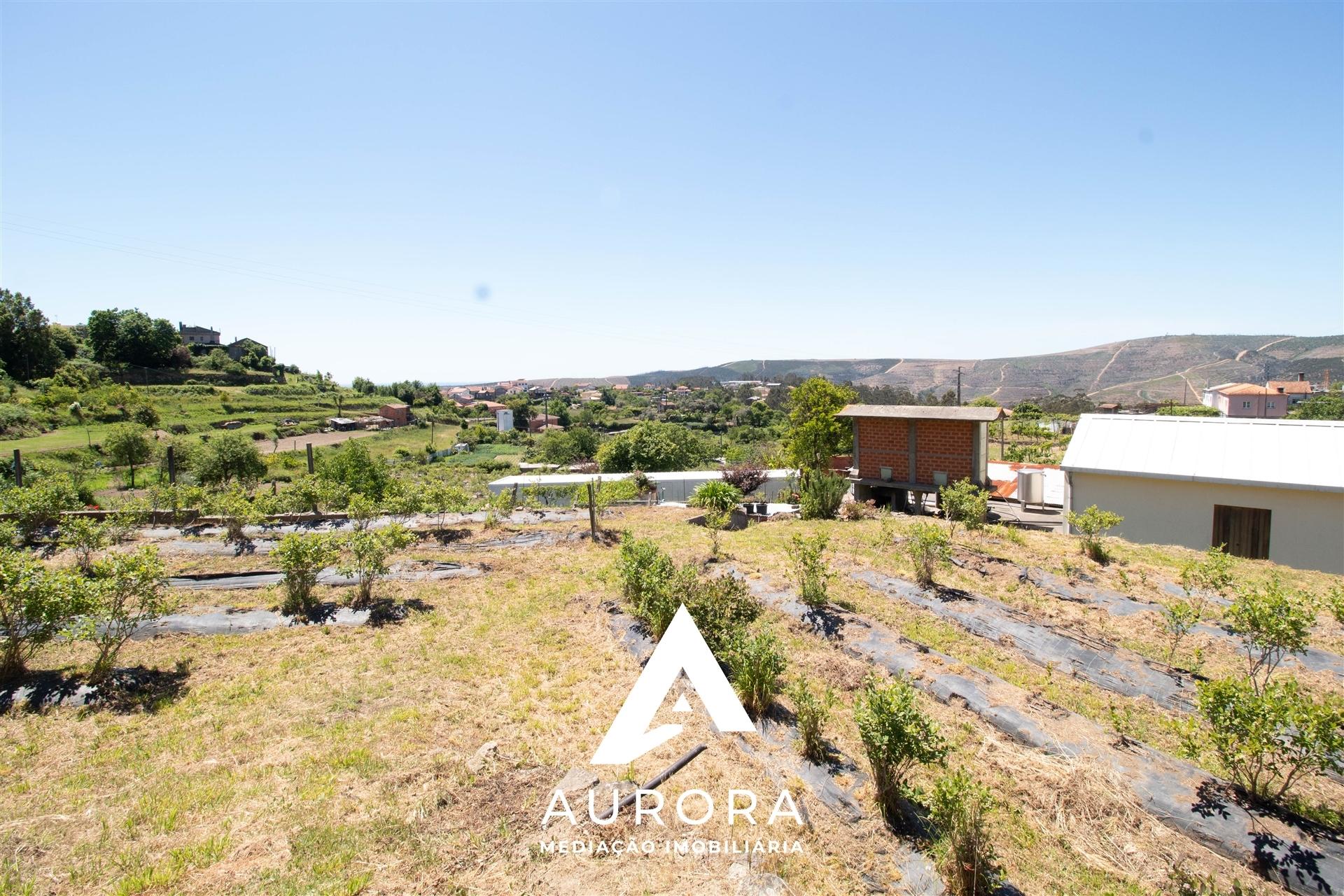 Quinta de Produção de Mirtilos com Infraestruturas Habitacionais e Agroindustriais