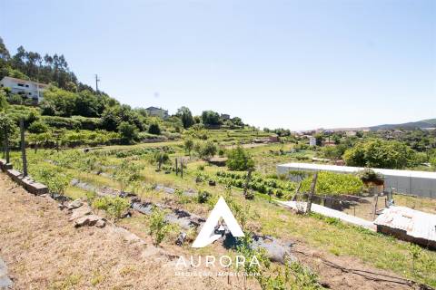Quinta de Produção de Mirtilos com Infraestruturas Habitacionais e Agroindustriais