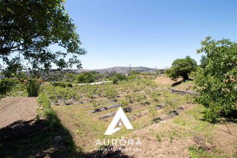 Quinta de Produção de Mirtilos com Infraestruturas Habitacionais e Agroindustriais