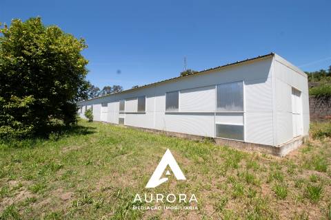 Quinta de Produção de Mirtilos com Infraestruturas Habitacionais e Agroindustriais