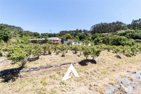 Quinta de Produção de Mirtilos com Infraestruturas Habitacionais e Agroindustriais
