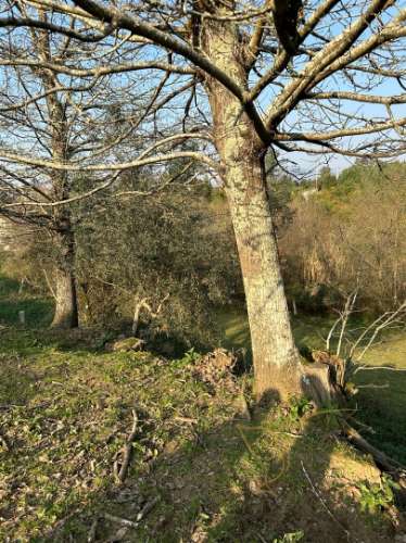 Moradia para restaurar Monção