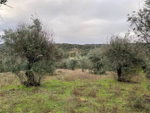 Terreno Agrícola com Olival na freguesia da Mata