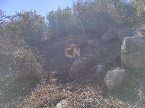 Terreno Agrícola com Olival na freguesia da Mata