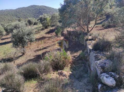 Terreno Agrícola com Olival na freguesia da Mata