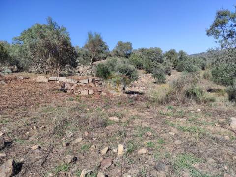Terreno Agrícola com Olival na freguesia da Mata