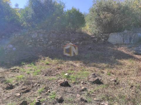 Terreno Agrícola com Olival na freguesia da Mata