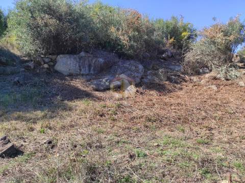 Terreno Agrícola com Olival na freguesia da Mata
