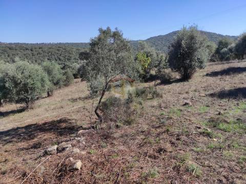 Terreno Agrícola com Olival na freguesia da Mata