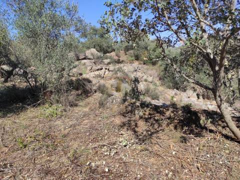 Terreno Agrícola com Olival na freguesia da Mata