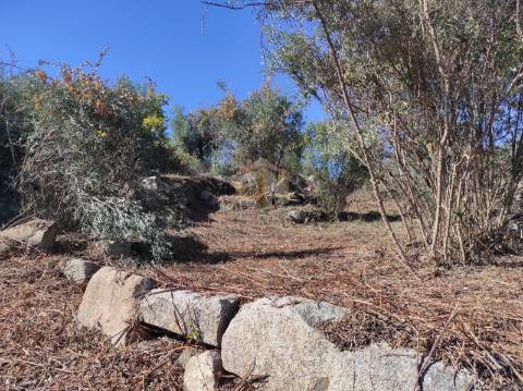 Terreno Agrícola com Olival na freguesia da Mata