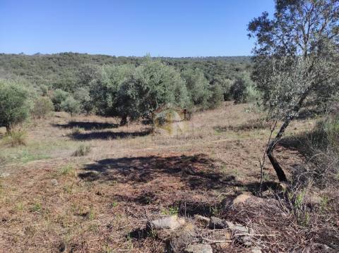 Terreno Agrícola com Olival na freguesia da Mata