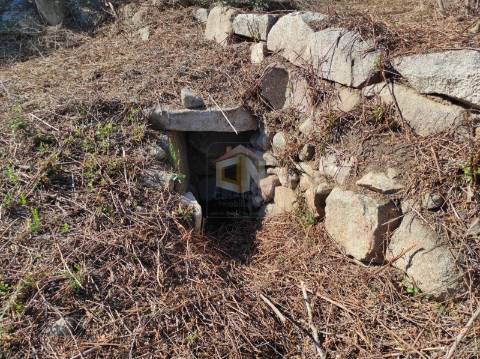 Terreno Agrícola com Olival na freguesia da Mata