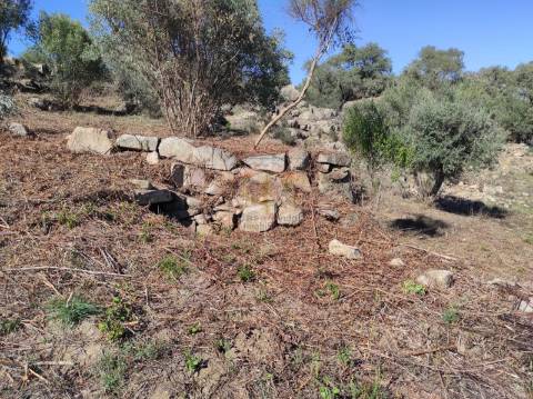 Terreno Agrícola com Olival na freguesia da Mata