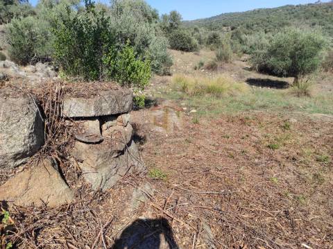 Terreno Agrícola com Olival na freguesia da Mata
