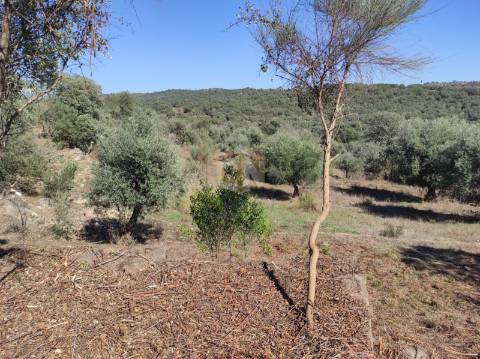 Terreno Agrícola com Olival na freguesia da Mata