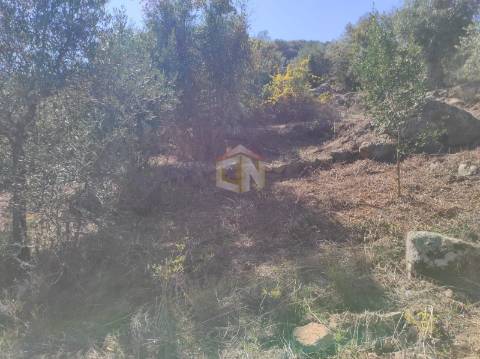 Terreno Agrícola com Olival na freguesia da Mata