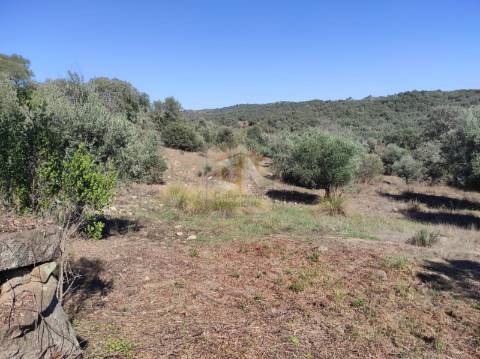 Terreno Agrícola com Olival na freguesia da Mata