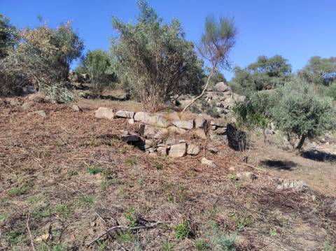 Terreno Agrícola com Olival na freguesia da Mata