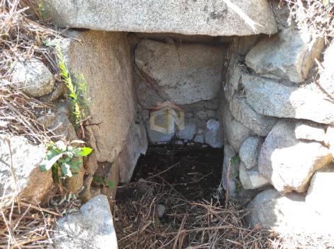 Terreno Agrícola com Olival na freguesia da Mata