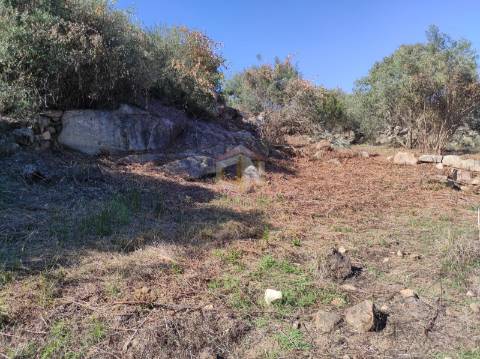 Terreno Agrícola com Olival na freguesia da Mata