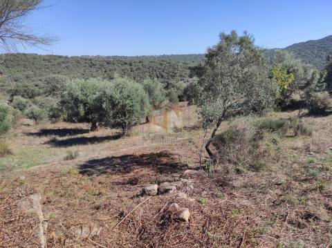 Terreno Agrícola com Olival na freguesia da Mata
