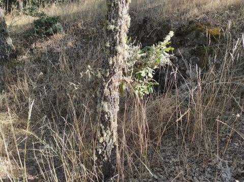 Terreno Agrícola situado na freguesia de Vale de Mourisco