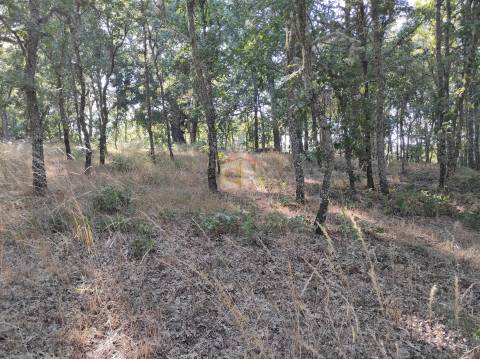 Terreno Agrícola situado na freguesia de Vale de Mourisco