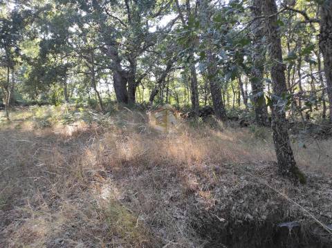 Terreno Agrícola situado na freguesia de Vale de Mourisco