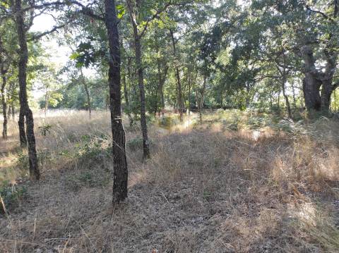 Terreno Agrícola situado na freguesia de Vale de Mourisco