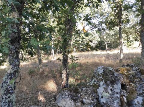 Terreno Agrícola situado na freguesia de Vale de Mourisco